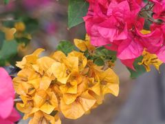 -佛山市中医院(院本部)