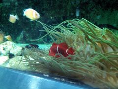 -悉尼海洋生物水族馆