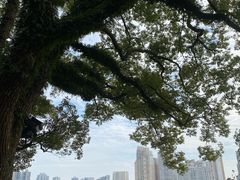 -江心屿景区