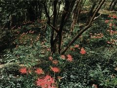 -上海佘山国家森林公园天马山园