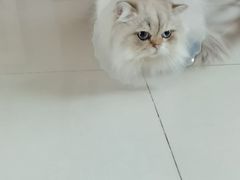 -伟伟宠物医院·CT影像中心·瑞派犬猫综合性门诊(汉口总院)