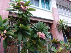 -槟城街头艺术街区