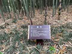-望江楼公园