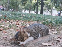-西园戒幢律寺