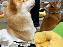 -逗柴咖啡屋·狗咖猫咖宠物桌游