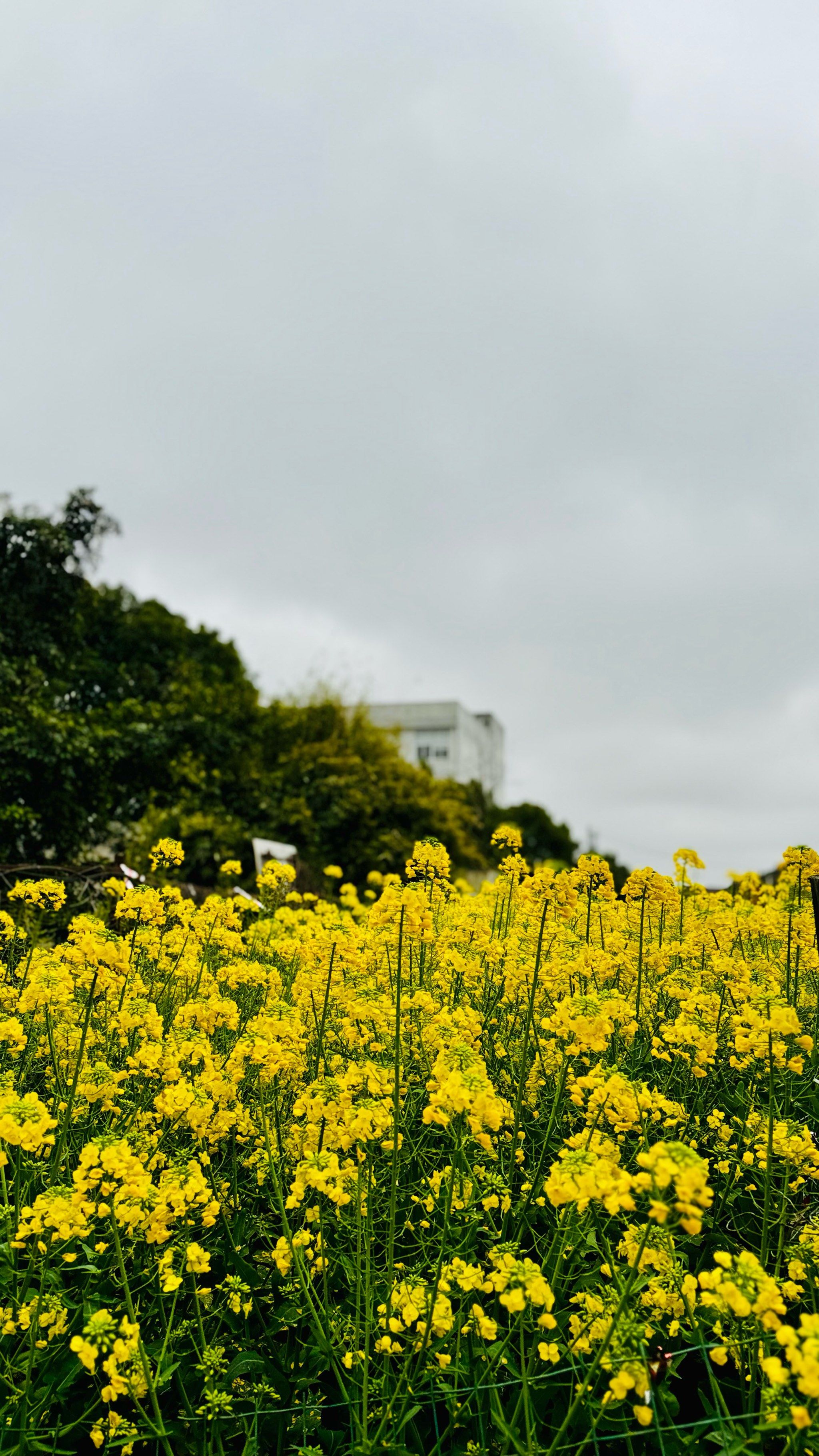 春花烂漫