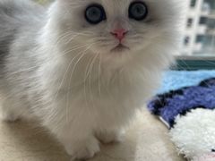 -momokira米努特·德文卷毛猫·棉花面纱犬