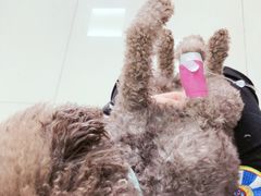 -艾贝尔宠物医院·24H转诊中心·肿瘤猫专科(江宁双龙店)