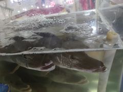 -煲来饱去冷水鱼