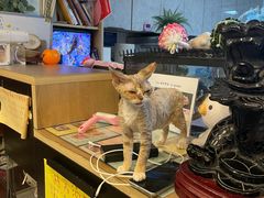 -MOYOYO猫咪咖啡店