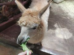 -正佳雨林生态植物园