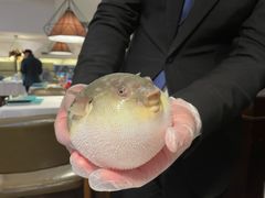 河豚-肆月河豚·新淮扬(金融街店)