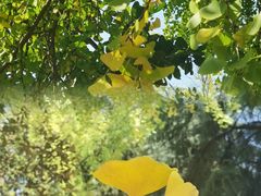 -武汉大学-樱园