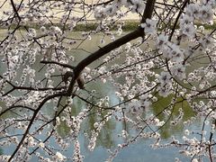 -桃花堤公园