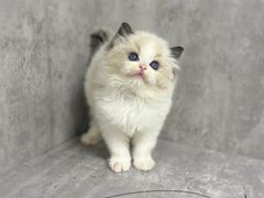 -小猫来了·猫舍(红山六九七九店)