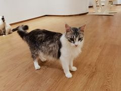 -1013 PET SHOP精品宠物商店(丁香店)