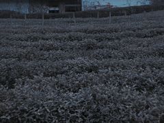 -中国茶叶博物馆(双峰馆区)