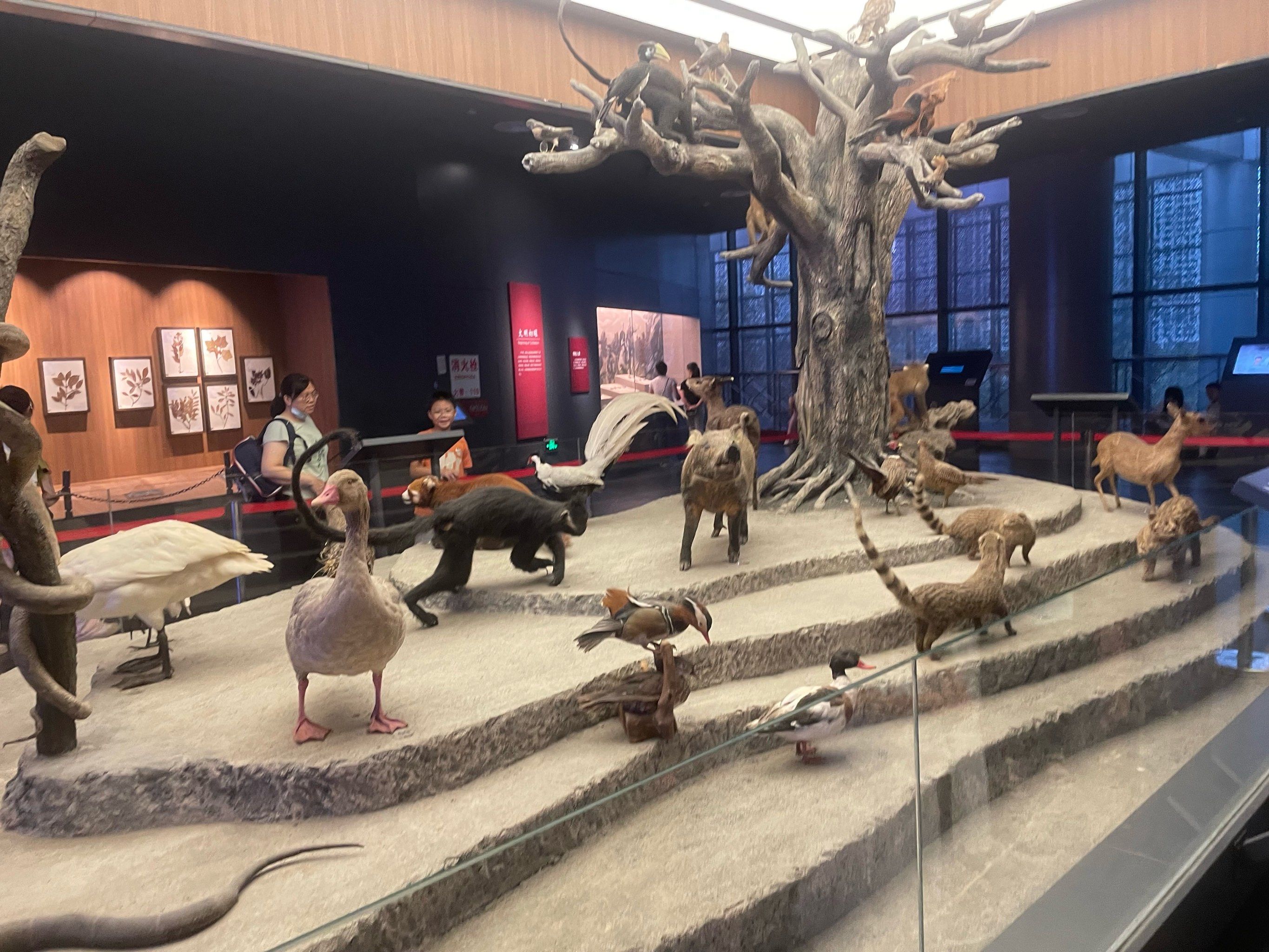 南宁博物馆的奇妙游