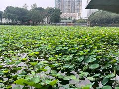 -荔湾湖公园