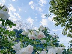 -人民公园(罗湖区)