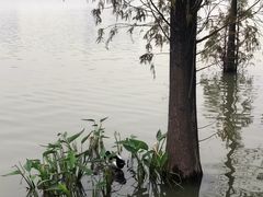 -海珠湖公园