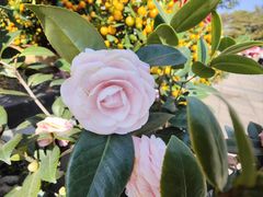 -文华公园(禅城区)