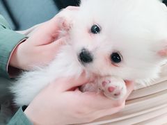 -汪星球宠物生活馆