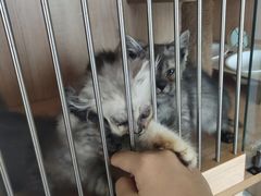 -泰国佛·塔罗·泰牌狐仙古曼