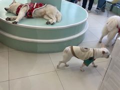 -怪兽屋·羊驼·猫咖·狗咖(俊华广场店)