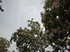 -国家植物园