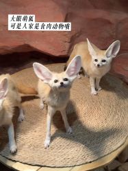 -Zoolung Zoolung动物主题公园(海信广场店)