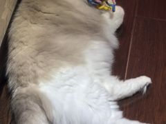 -纳吉亚猫专科动物医院·北北分院