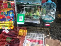 -曲阳花鸟市场(曲阳路店)