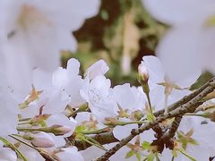 -西湖外事游船(花港观鱼码头)