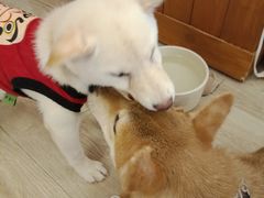 -豆柴町-柴犬主题狗咖(红鼎国际C座店)