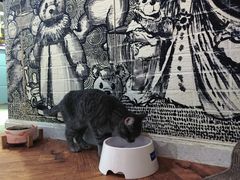 -猫小院猫主题餐厅(三里屯店)