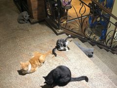 -more than meow吴止猫主题餐厅(承德 中船汇店)