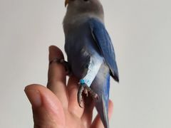 -爱侣宠医·鹦鹉专科·小型哺乳类·异宠专科(灵石路店)