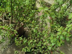 -南汇老顾农家乐采摘大团水蜜桃采摘店