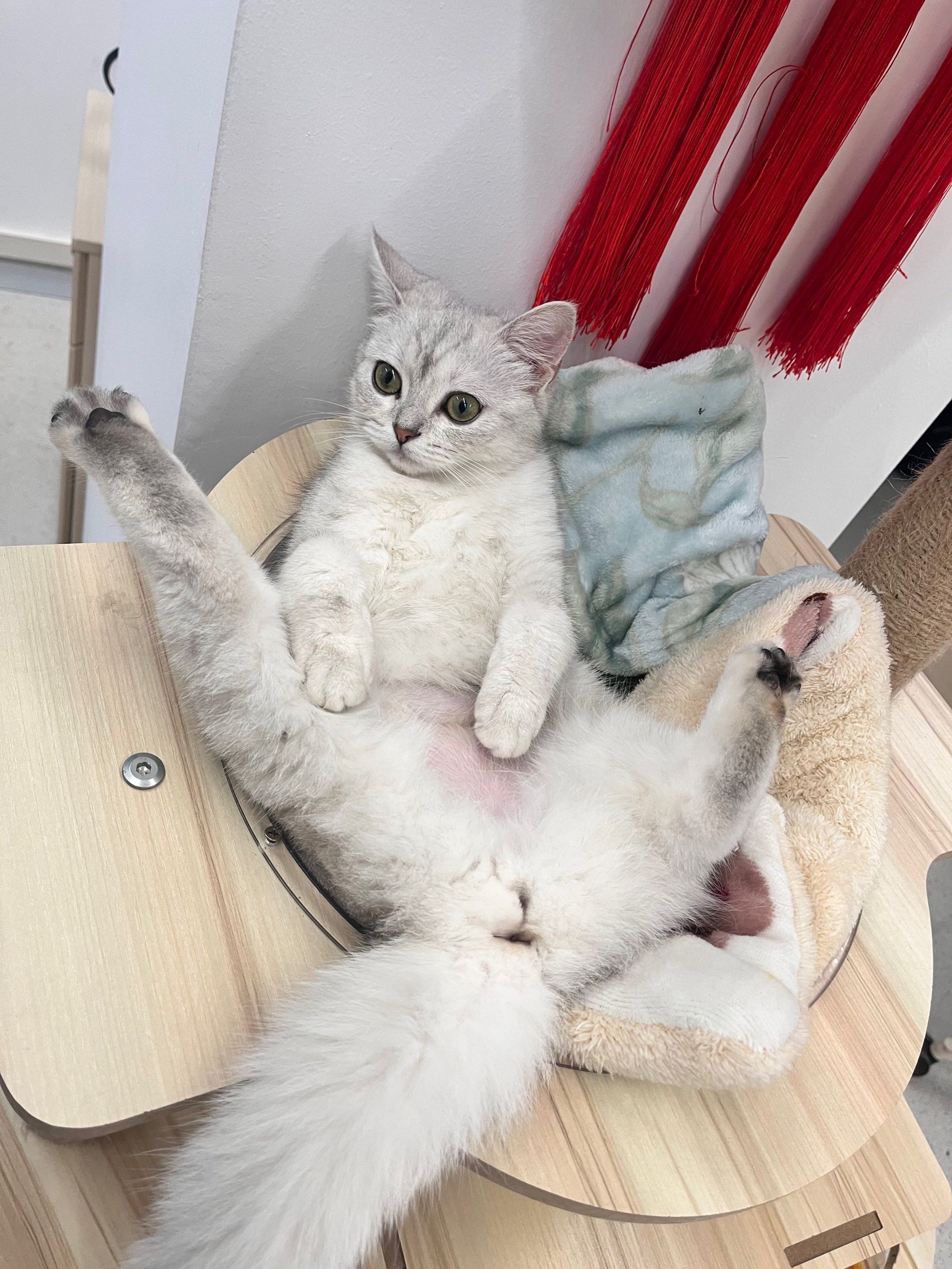 我家猫会劈叉