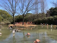 -上海野生动物园