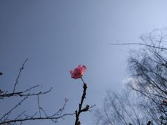 -秀丽东方