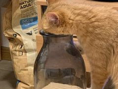 -东方名猫馆·英短金渐层布偶猫舍(环线广场1号楼店)