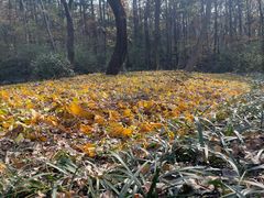 -句容茅山景区