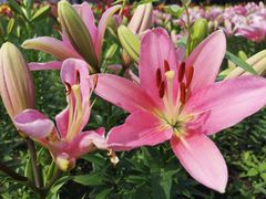 -长春公园(普阳街道)