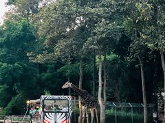 -清迈夜间动物园