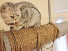 -猫友咖啡店(玉林西路店)
