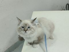 -汪喵宠物医院·骨科心脏影像·犬猫急重症ICU诊疗中心(成华分院)