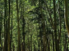 -嵖岈山风景区