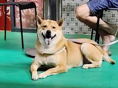 -大头唛·啫鸡煲.粤菜.专门店(289艺术园区店)